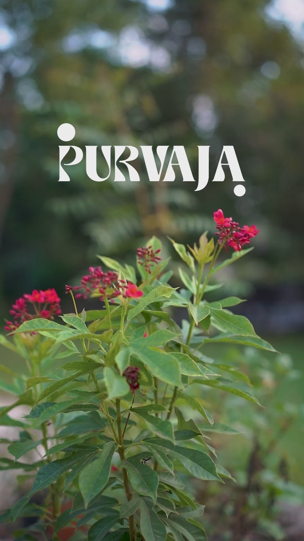 Women Purple Bodycon Co-ords